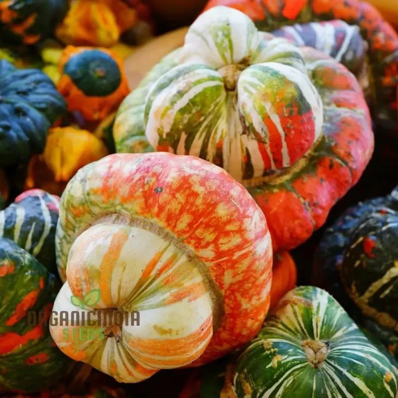 Winter Squash Turks Turban Seeds - Heirloom Vegetable Seeds for Fall Planting