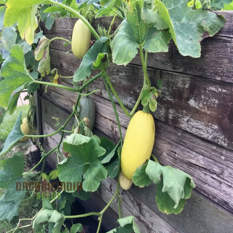 Winter Squash Spaghetti Seeds, Heirloom Vegetable Seeds for Planting in Your Garden