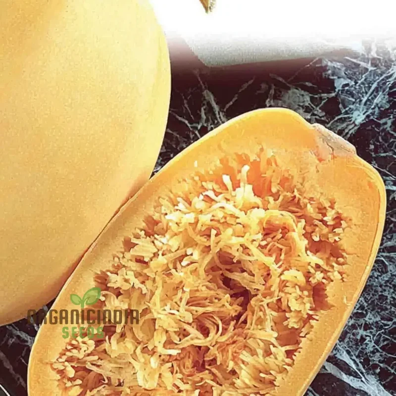 Winter Squash Spaghetti Seeds, Heirloom Vegetable Seeds for Planting in Your Garden