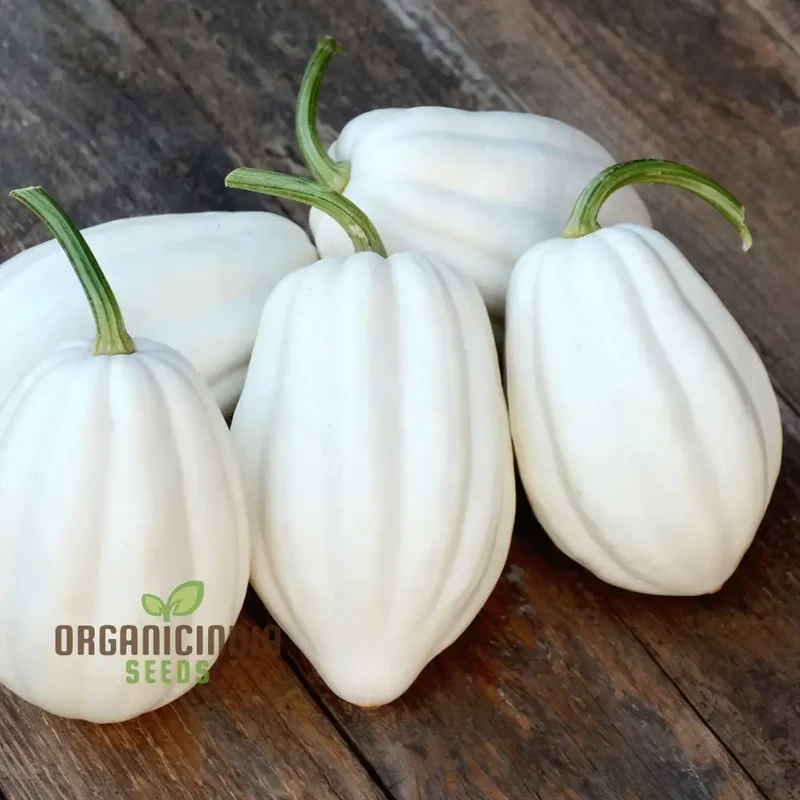 Winter Squash Mashed Potatoes Vegetable Seeds, Heirloom Varieties for Your Garden