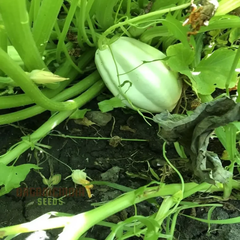 Winter Squash Mashed Potatoes Vegetable Seeds, Heirloom Varieties for Your Garden