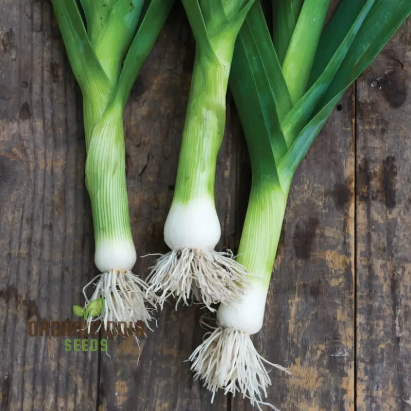Leek Chef's White Seeds or Zinnia Imported Flower Seeds for Gardening Enthusiasts: High-Quality Seeds for Bountiful Harvests