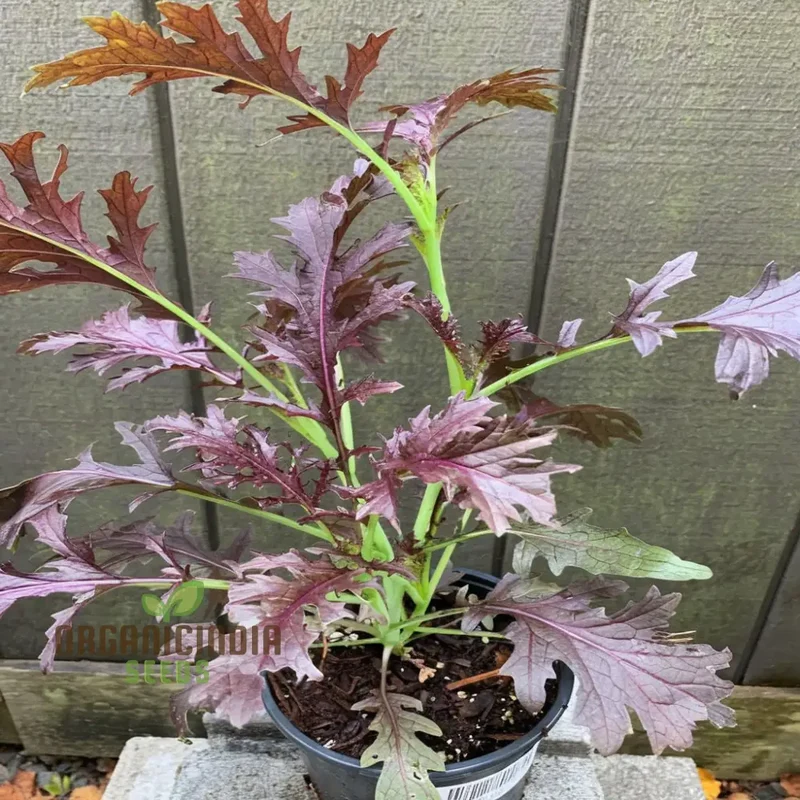 Mizuna Red Empire Seeds for planting Elevate Your Gardening with Vibrant, Nutrient-Rich Harvests