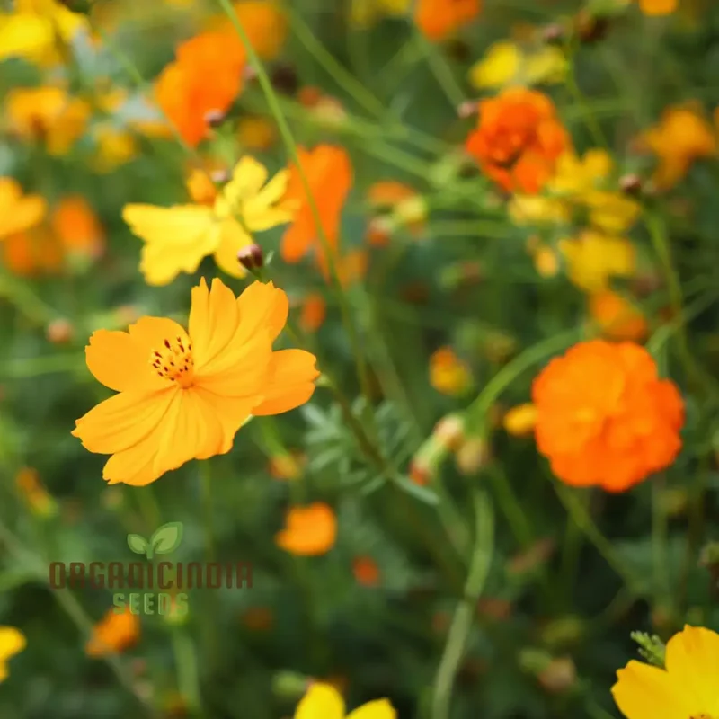 Cosmos Orange Desi Flower Seeds - Bright and Cheerful Blooms for Your Garden