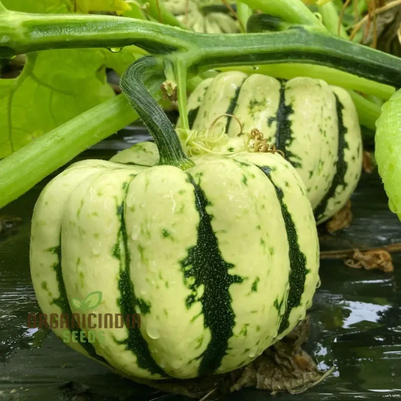 Winter Squash Heart of Gold vegetable Seeds, Heirloom Varieties for Home Gardening