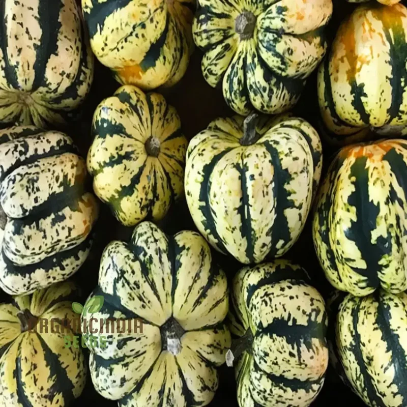 Winter Squash Heart of Gold vegetable Seeds, Heirloom Varieties for Home Gardening