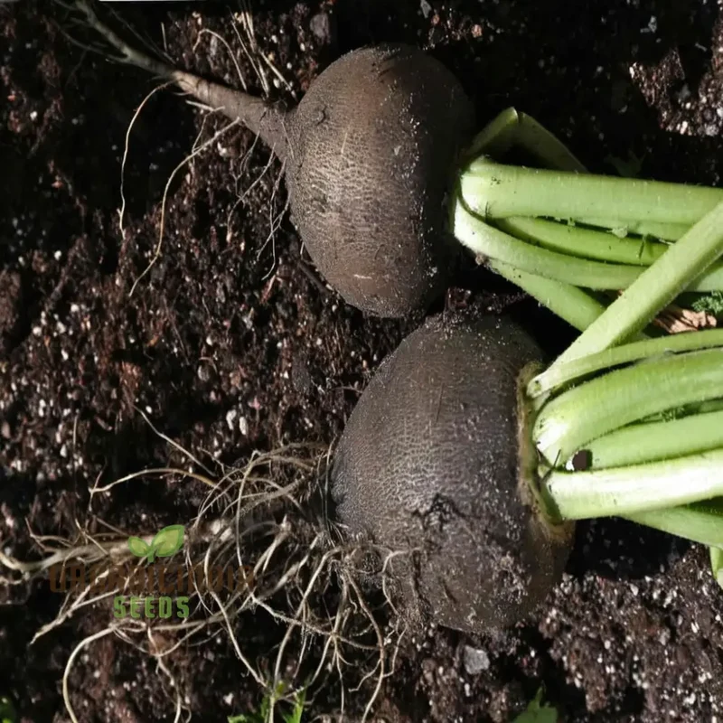 Radish Black Round Seeds for Optimal Vegetable Planting and Gardening
