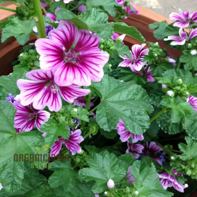 Hollyhock Malva Seeds – Tall Cottage Garden Blooms for Elegant Landscaping