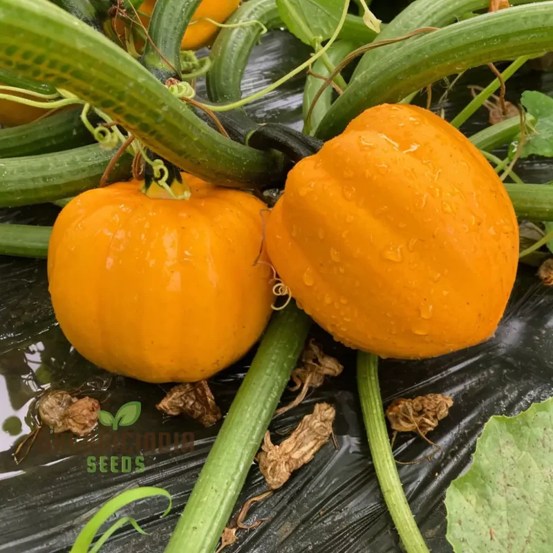 Winter Squash Goldilocks vegetable Seeds, High-Yield Sweet Flavor Perfect for Home and Garden