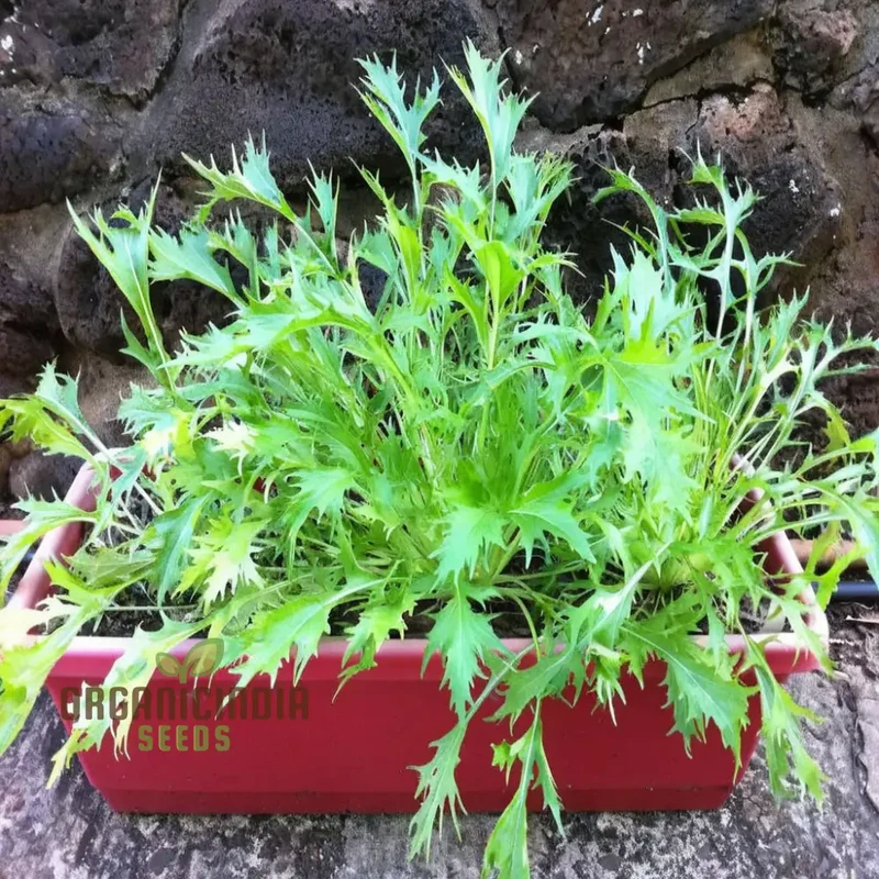 Mizuna Green Vegetable Seeds for Exceptional Planting, Gardening & Home