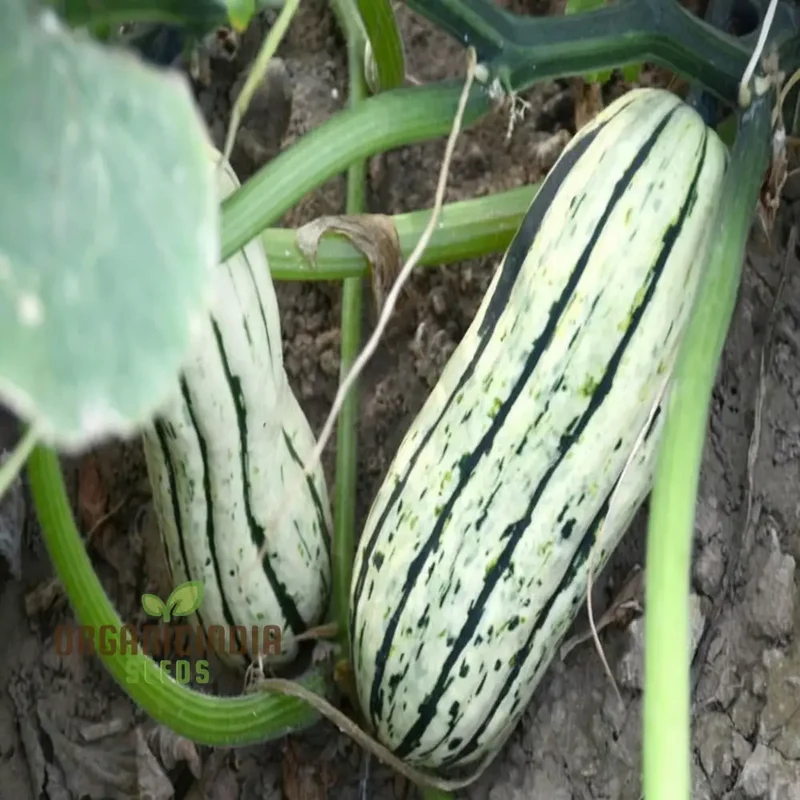 "Winter Squash Delicata Vegetable Seeds, Heirloom Sweet Flavor Ideal for Baking and Roasting