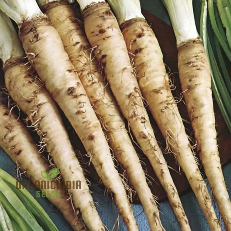Salsify Seeds, Elevate Your Gardening Experience with Nutritious and Versatile Root Vegetables