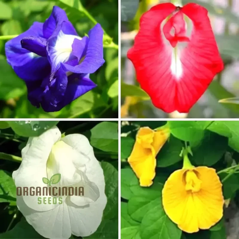 Aparajita Mixed Color Seeds – Clitoria Ternatea for Stunning Garden Flowers