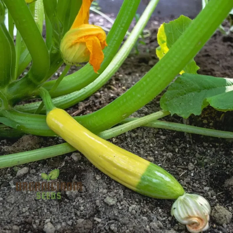 Summer Squash Zephyr vegetable Seeds, High-Yield, Nutritious, Ideal for Home Gardens