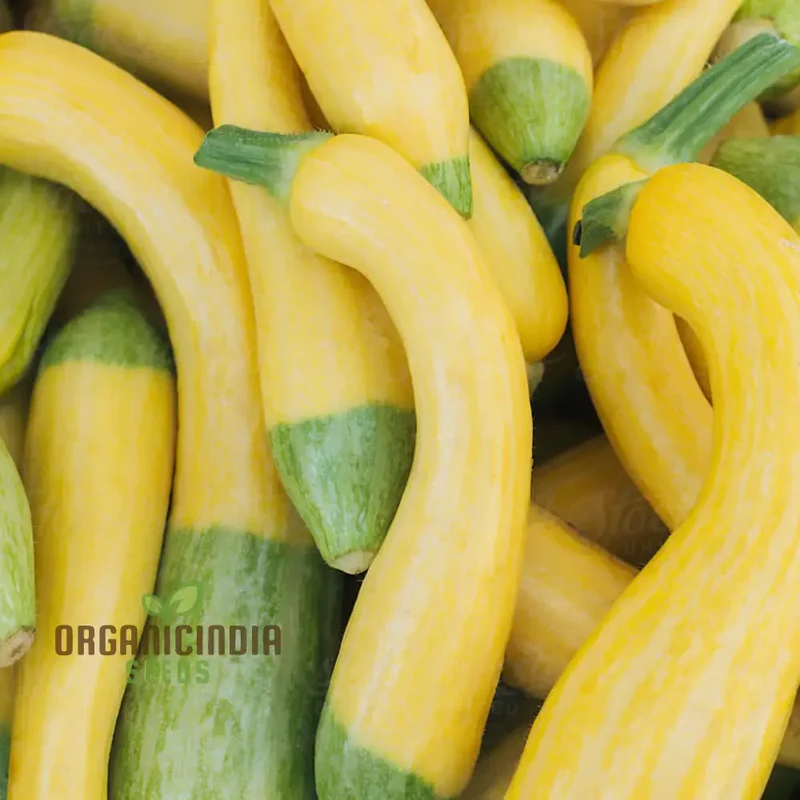 Summer Squash Zephyr vegetable Seeds, High-Yield, Nutritious, Ideal for Home Gardens