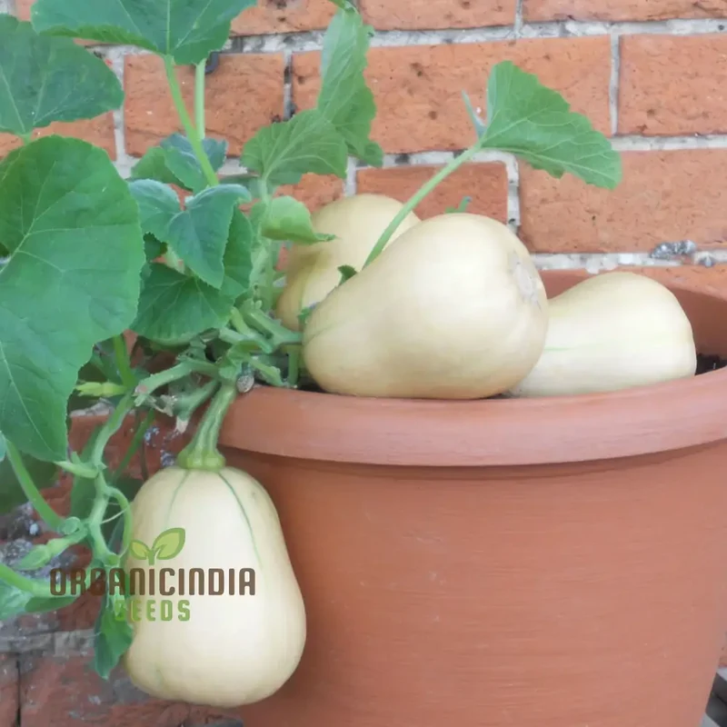 Butternut Squash Butterbush Seeds, Compact, High-Yield, Perfect for Small Gardens