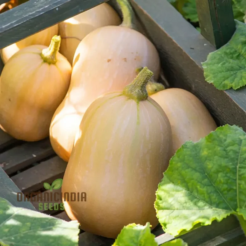 Butternut Squash Butterbush Seeds, Compact, High-Yield, Perfect for Small Gardens