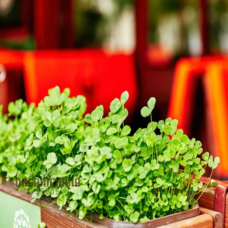 Clover Seeds – Lush Green Ground Cover & Soil Enrichment for Garden and Lawn