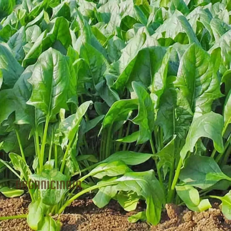 Spinach Harp vegetable Seeds for Planting,Fast-Growing Ideal for Home Gardens
