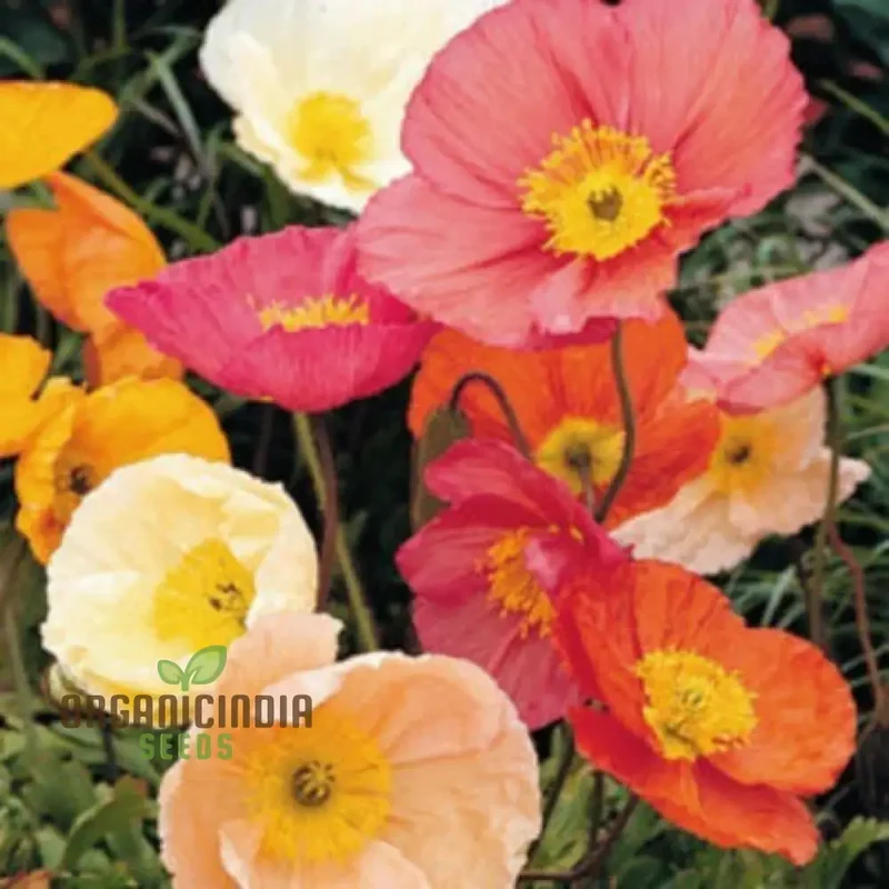 Poppy Iceland Mix Flower Seeds - Stunning Blooms for a Colorful Garden Display