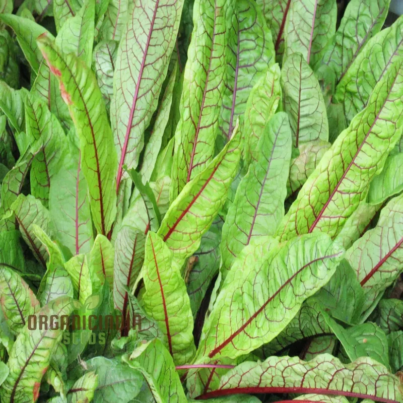 Sorrel Red Veined Vegetable Seeds, Heirloom Nutritious Ideal for Salads and Culinary Uses