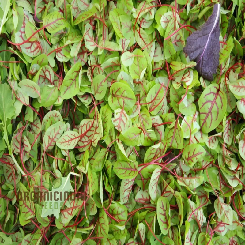 Sorrel Red Veined Vegetable Seeds, Heirloom Nutritious Ideal for Salads and Culinary Uses