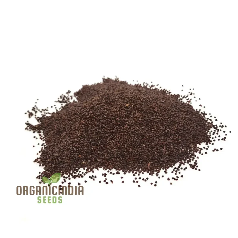 Sorrel Red Veined Vegetable Seeds, Heirloom Nutritious Ideal for Salads and Culinary Uses