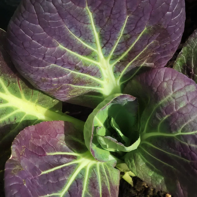 Pak Choi Red F1 Seeds Elevate Your Gardening Experience with Nutrient-Rich, Flavorful Harvests