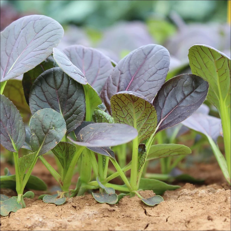 Pak Choi Red F1 Seeds Elevate Your Gardening Experience with Nutrient-Rich, Flavorful Harvests