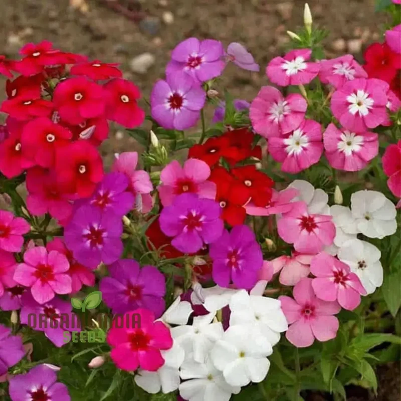 Phlox Beauty Mix Seeds – Vibrant Garden Flowering Blend for Stunning Blooms