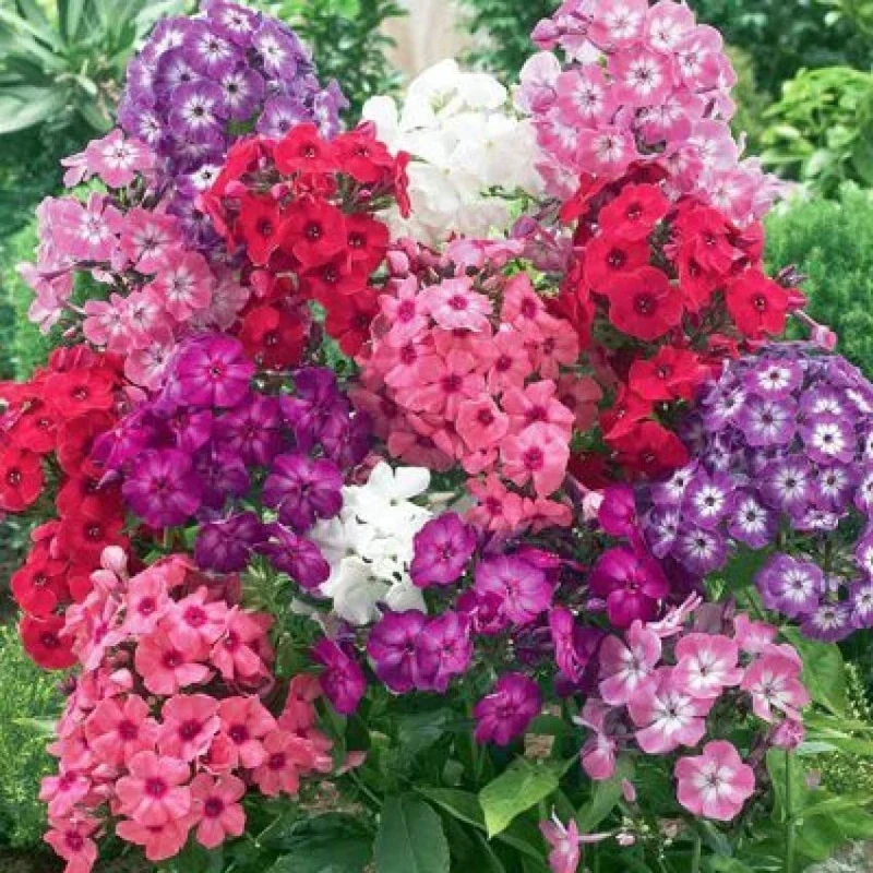 Phlox Beauty Mix Seeds – Vibrant Garden Flowering Blend for Stunning Blooms