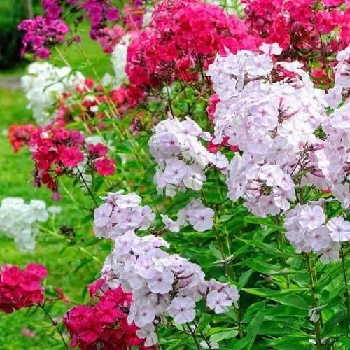 Phlox Beauty Mix Seeds – Vibrant Garden Flowering Blend for Stunning Blooms