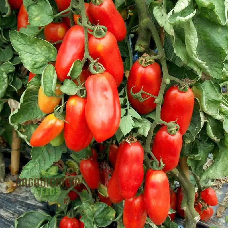 San Marzano Tomato Seeds, Heirloom Variety Rich Flavor Perfect for Home Gardens