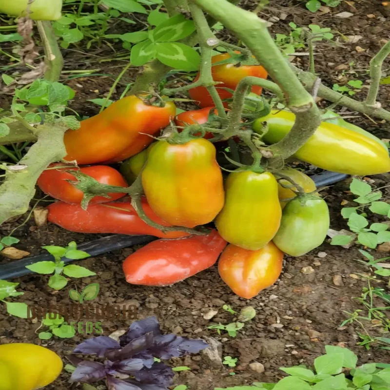 San Marzano Tomato Seeds, Heirloom Variety Rich Flavor Perfect for Home Gardens