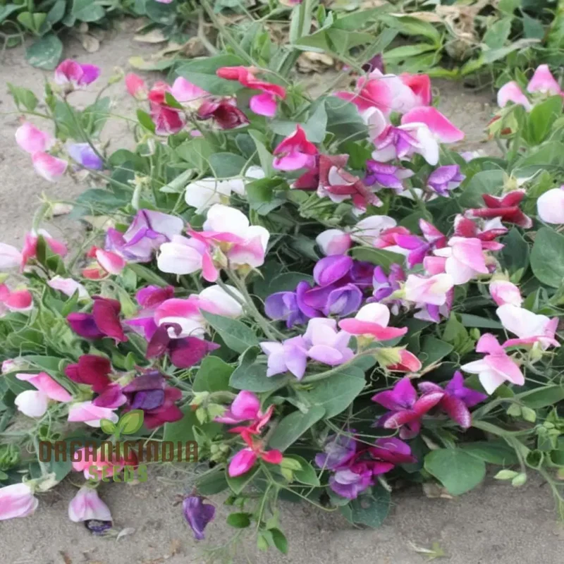 Sweet Pea Seeds (Little Sweetheart Mix Seeds) - Delicate Blooms for Charming Garden Borders