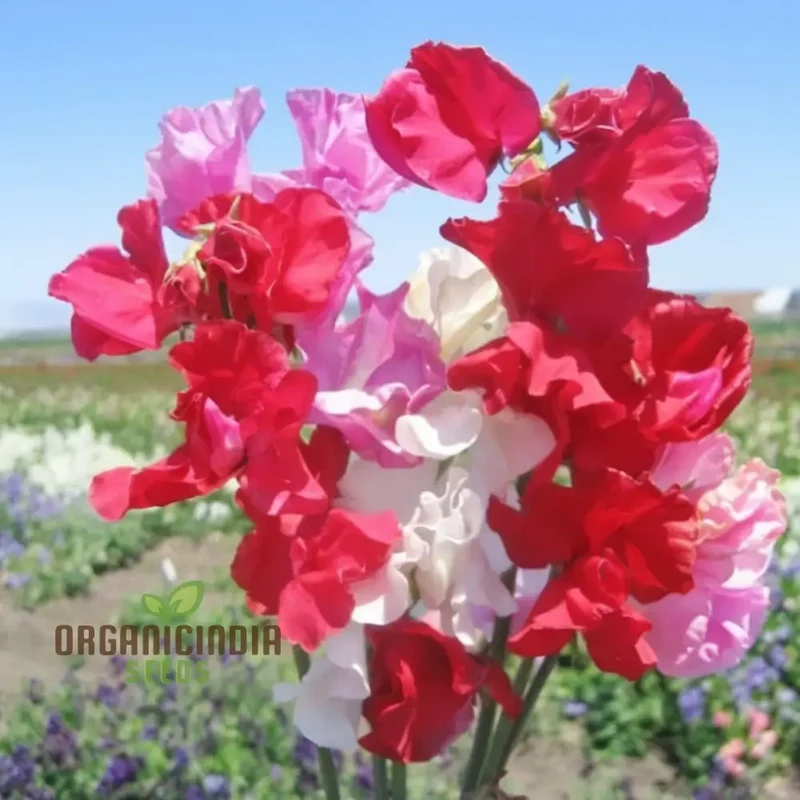 Sweet Pea Seeds (Little Sweetheart Mix Seeds) - Delicate Blooms for Charming Garden Borders