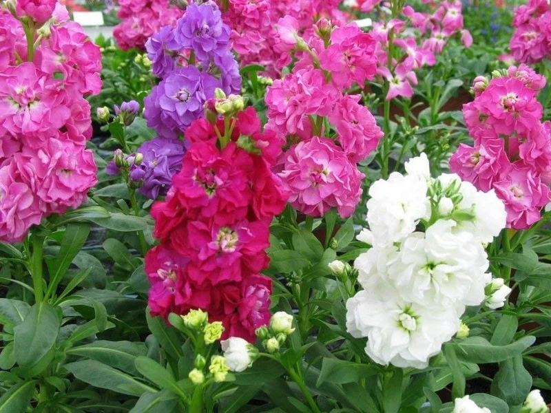 Stock Double Mixed Seeds – Fragrant, Colorful Garden Bloom Variety
