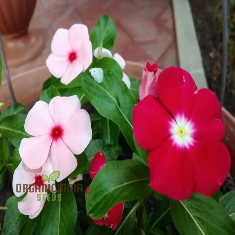 Vinca Rosea Mix Flower Seeds - Versatile and Vibrant Blooms for Garden Borders