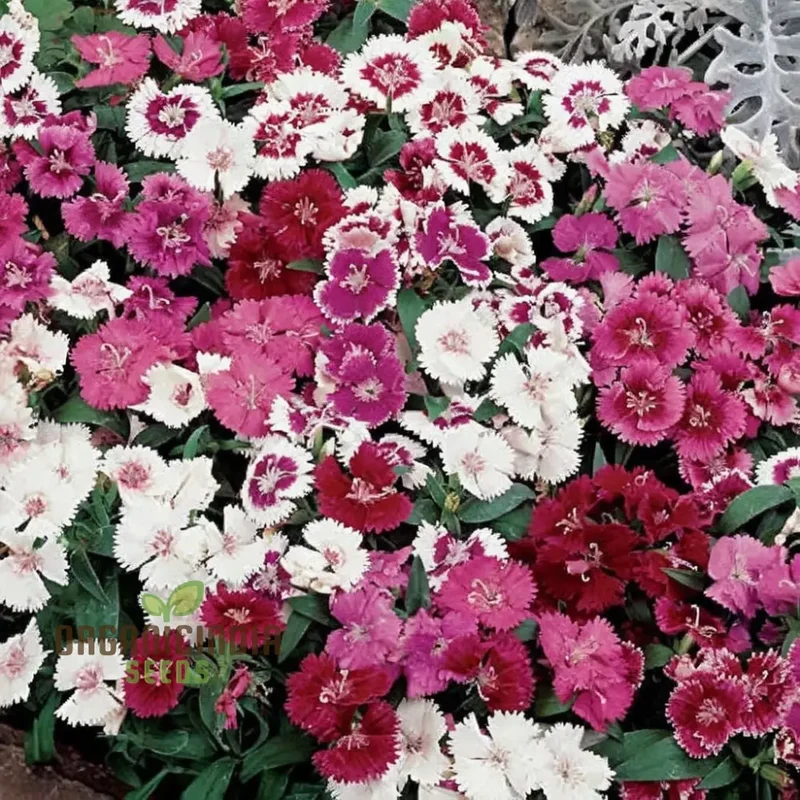 Dianthus Baby Doll Mixed Flower Seeds , Elevate Your Gardening Experience with Delightful, Colorful Blooms