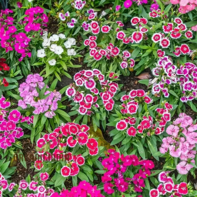 Dianthus Baby Doll Mixed Flower Seeds , Elevate Your Gardening Experience with Delightful, Colorful Blooms