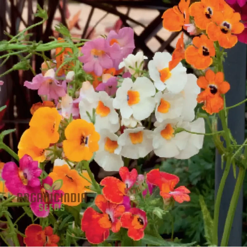 Nemesia Seeds (Nemesia Carnival Mix Seeds) - Colorful Blooms for Festive Garden Displays