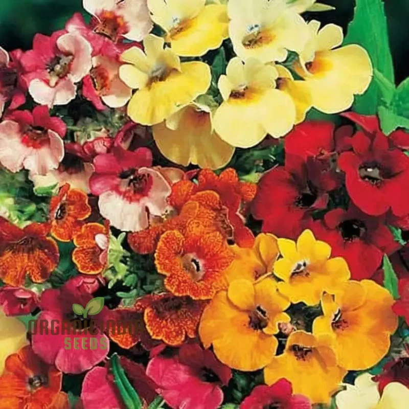 Nemesia Seeds (Nemesia Carnival Mix Seeds) - Colorful Blooms for Festive Garden Displays