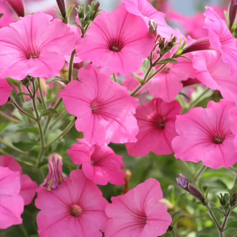 Pétunia Easy Wave® Pink Passion F1 ( Petunia × hybrida )