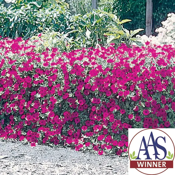 Pétunia Wave® Purple Classic F1 ( Petunia × hybrida )