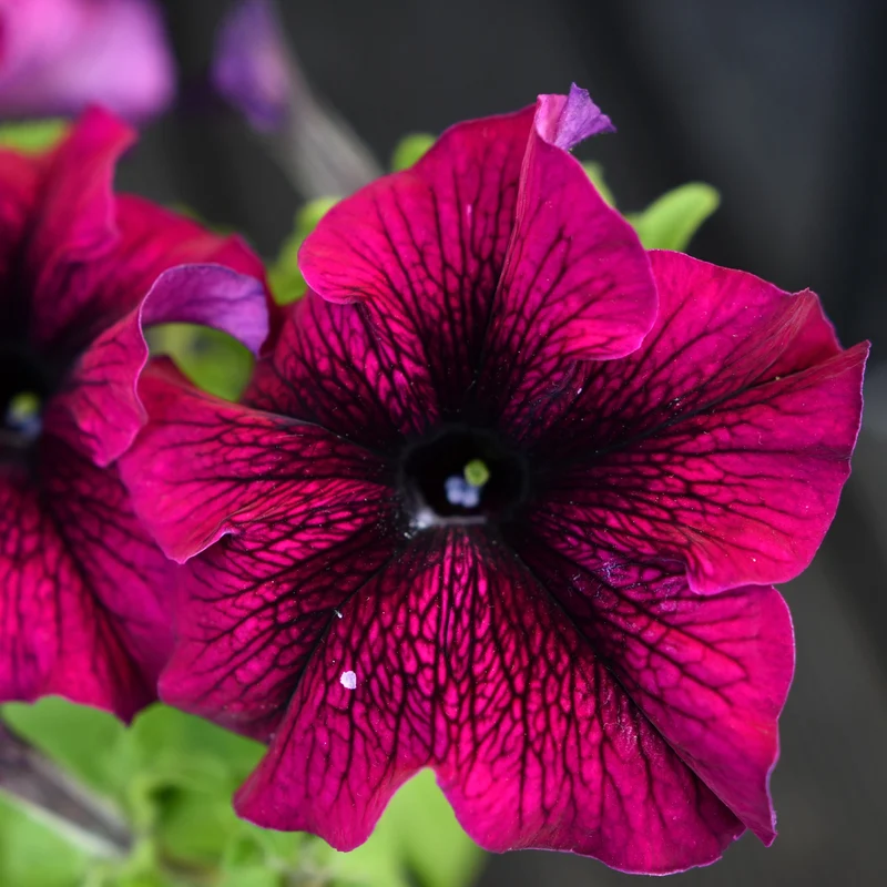 Pétunia Easy Wave® Burgundy Velour F1 ( Petunia × hybrida )