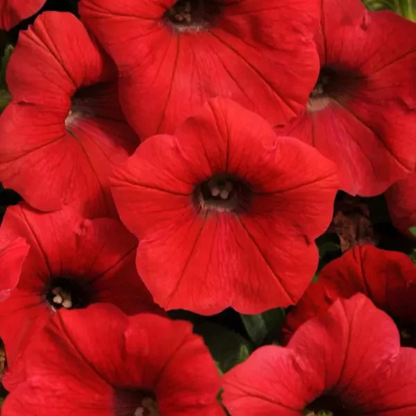Pétunia Shock Wave® Red F1 ( Petunia × hybrida )