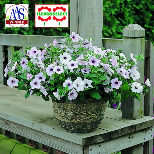 Pétunia Tidal Wave® Silver F1 ( Petunia × hybrida )