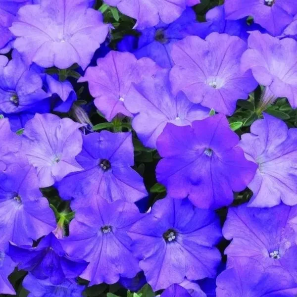 Pétunia Shock Wave® Denim F1 ( Petunia × hybrida )