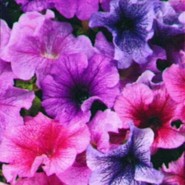 Pétunia Daddy® Mélange F1 ( Petunia × hybrida )