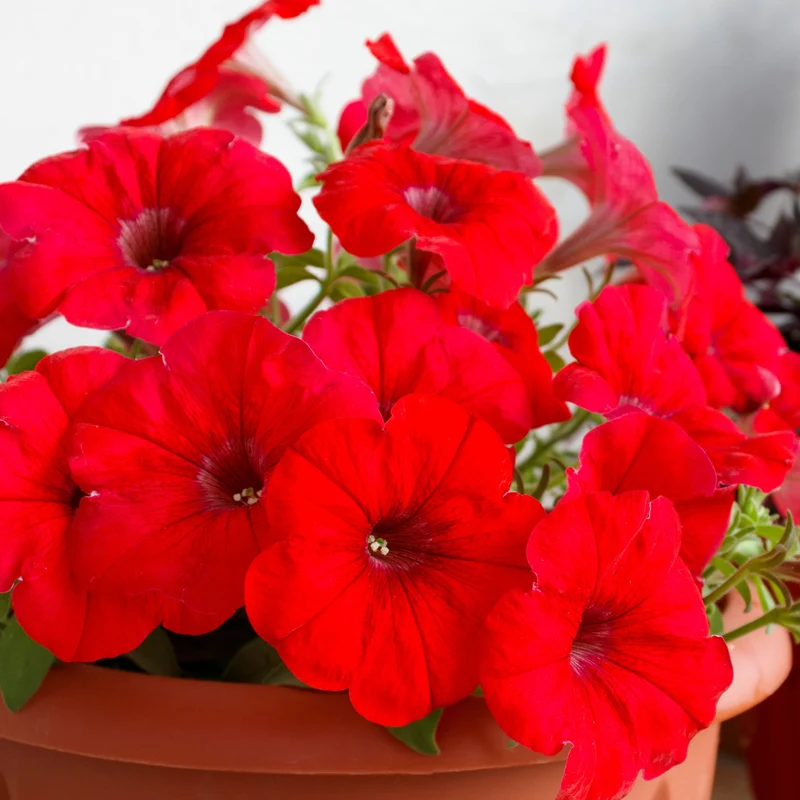 Pétunia Limbo *GP* Red F1 ( Petunia × hybrida )